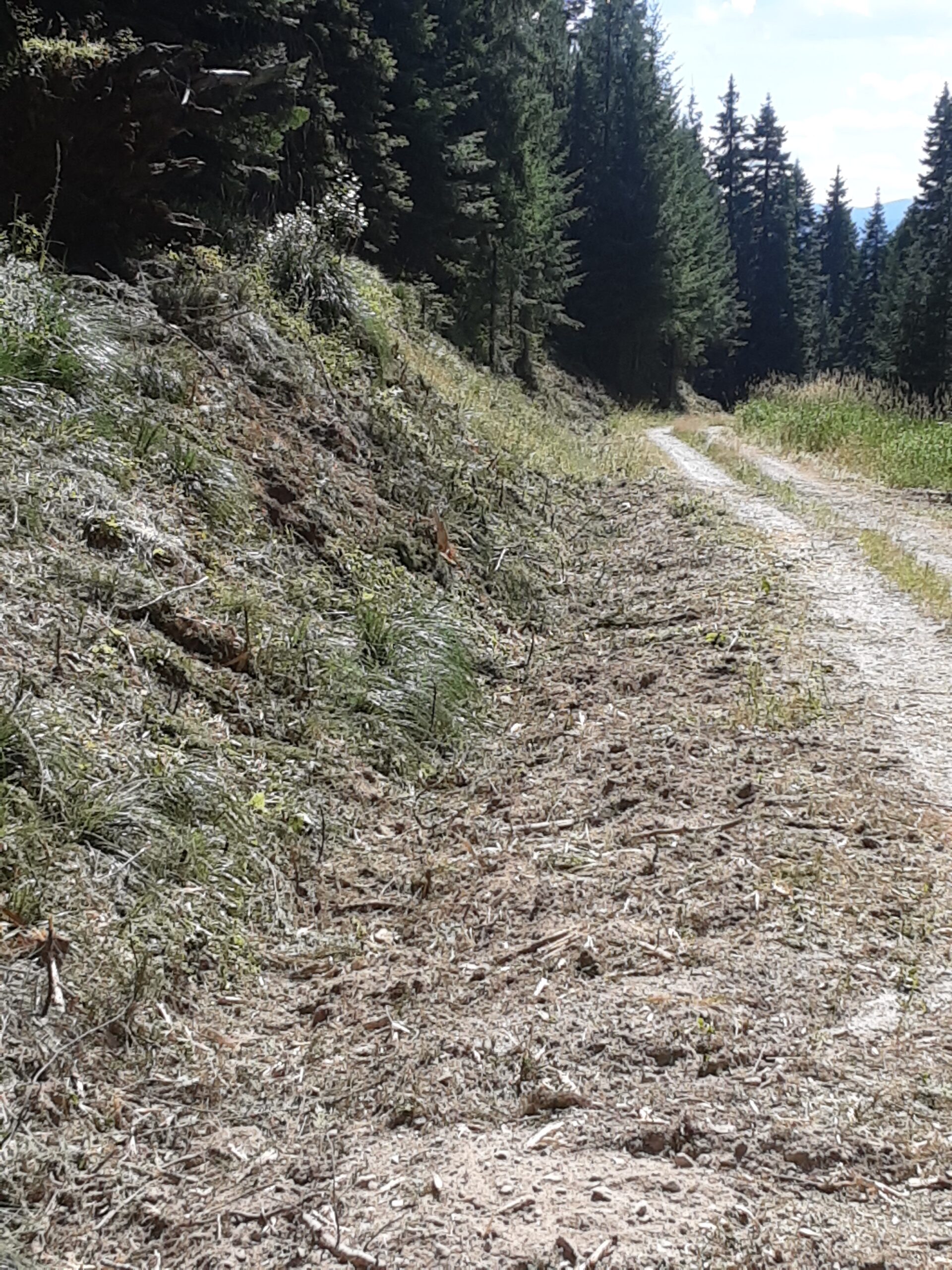 roadside mastication after