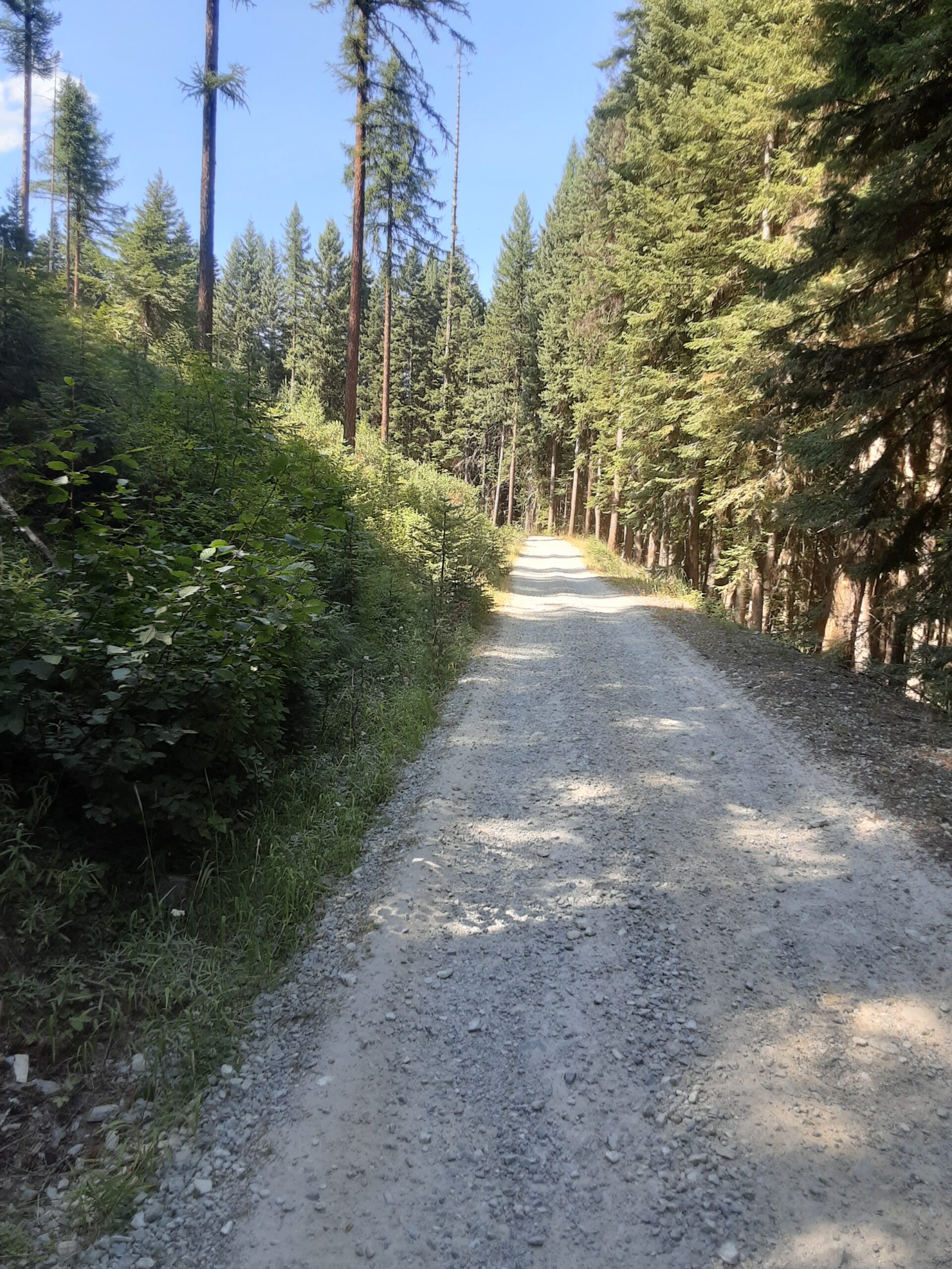 roadside mastication before